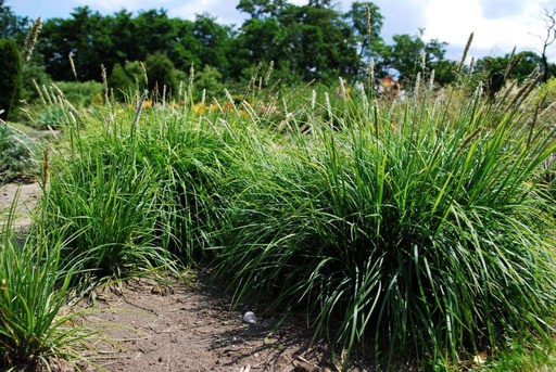 [X8039] Sesleria autumnalis - BIO