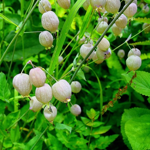 [X8062] Silene Vulgaris - ORG