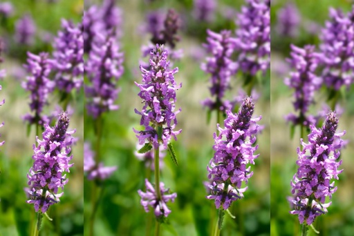 [X8063] Stachys officinalis - BIO