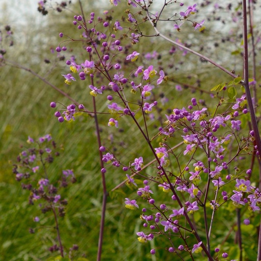 [X8040] Thalictrum Delavayi - ORG