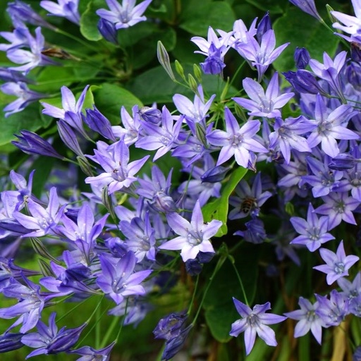 [A9050] Triteleia Corrina - Triplet Lily - ORG 