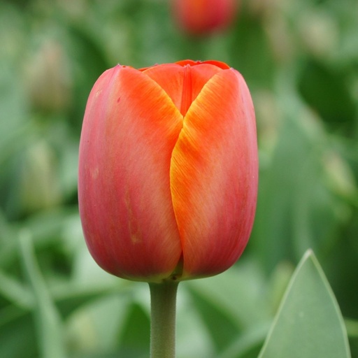 [A1056] Tulipa Ad Rem - ORG