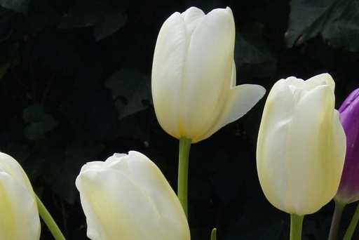 [A1057] Tulipa Catharina - ORG