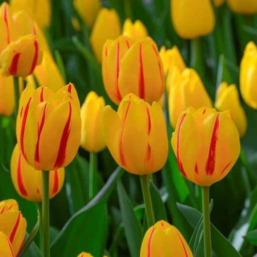 [A1113] Tulipa Freedom Flame - ORG