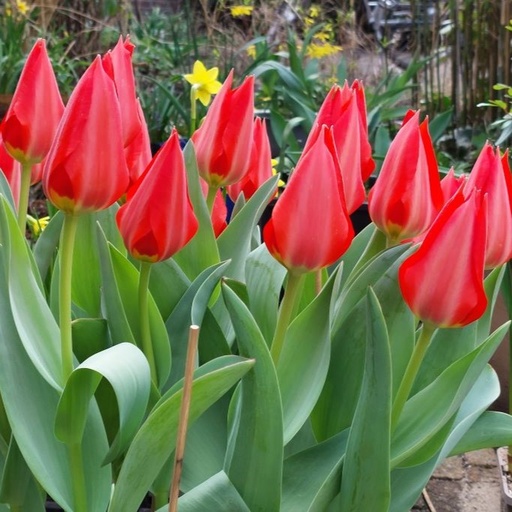 [A1106] Tulipa Ingens - ORG