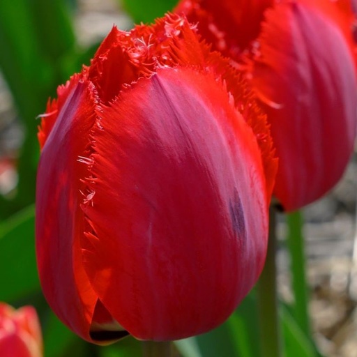 [A1115] Tulipa Masterpeace - ORG