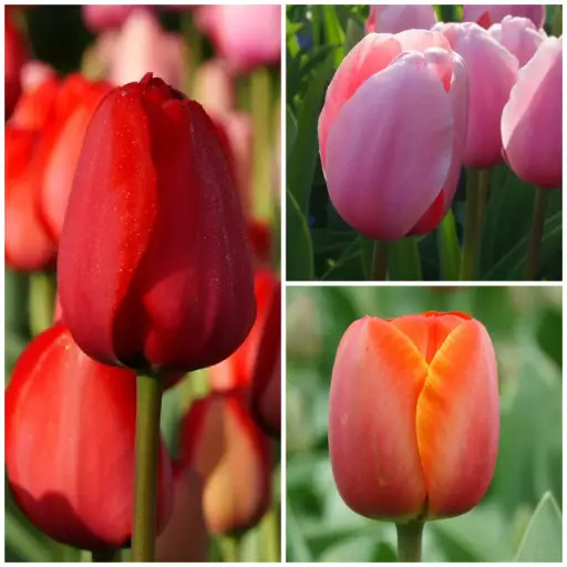 [A1036] Tulipa Mix VELT - ORG