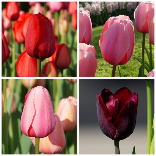 [A1036] Tulipa Mix VELT - ORG