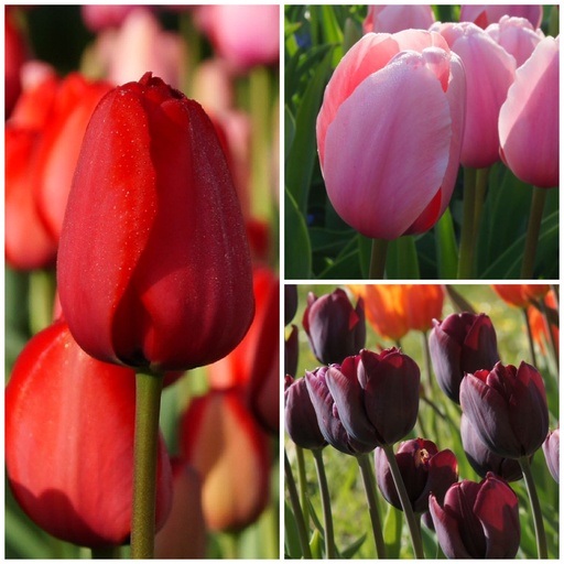 [A1036] Tulipa Mix VELT - ORG