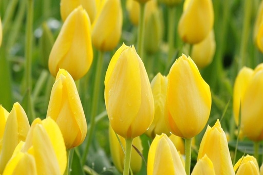 [A1060] Tulipa Muscadet - ORG