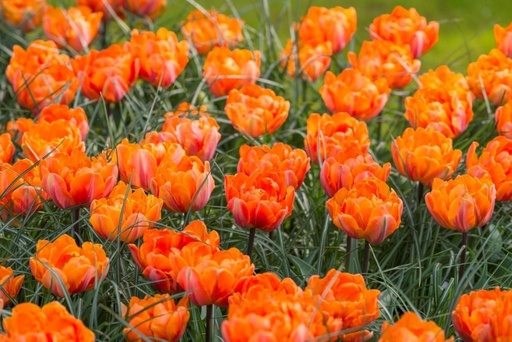 [A1044] Tulipa Orange Princess - ORG