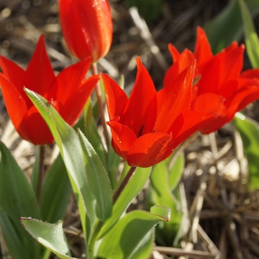 [A1018] Tulipa Praestans Zwanenburg - ORG