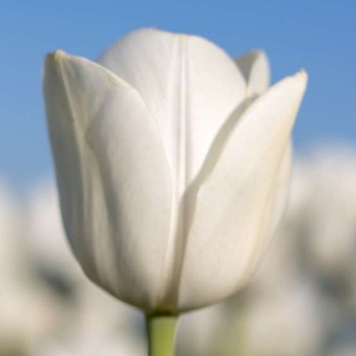 [A1119] Tulipa Royal Virgin - ORG