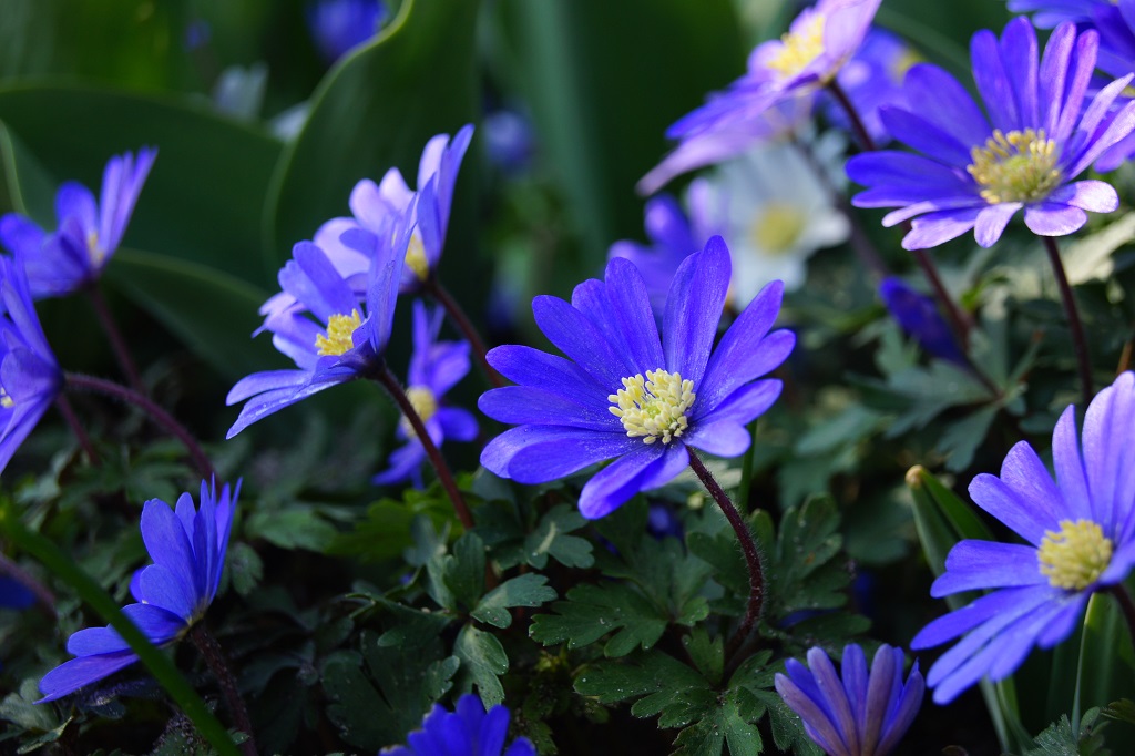[A9045] Anemone Blanda - Grecian Windflower - ORG