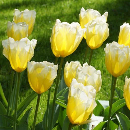 [A1129] Tulipa Sweetheart - ORG