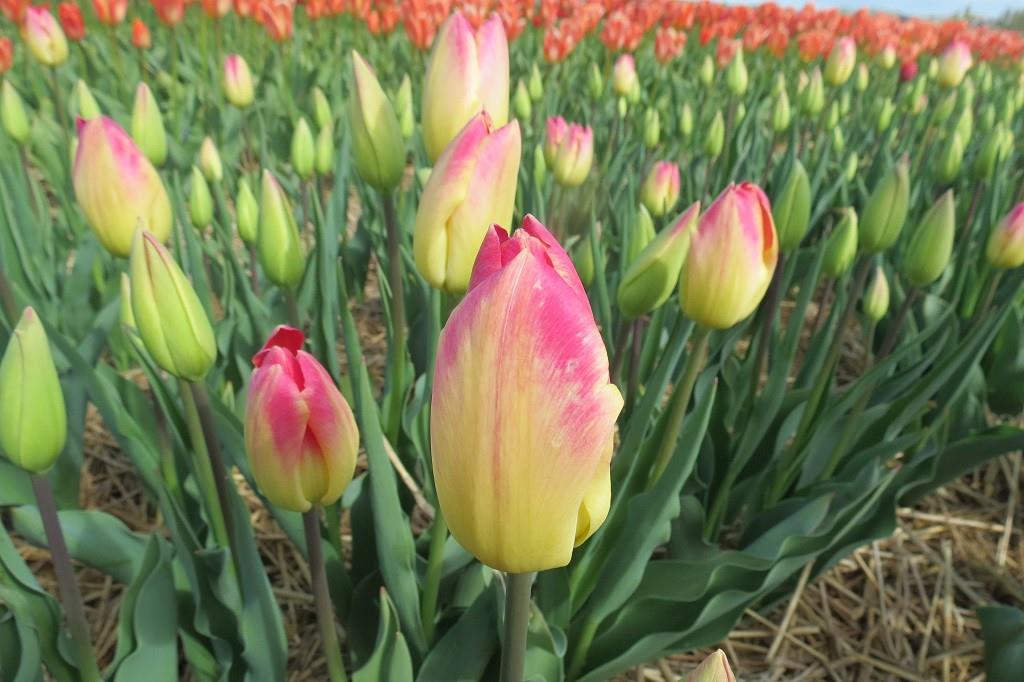 Tulipa Swiss Dream - BIO | Natural Bulbs EU