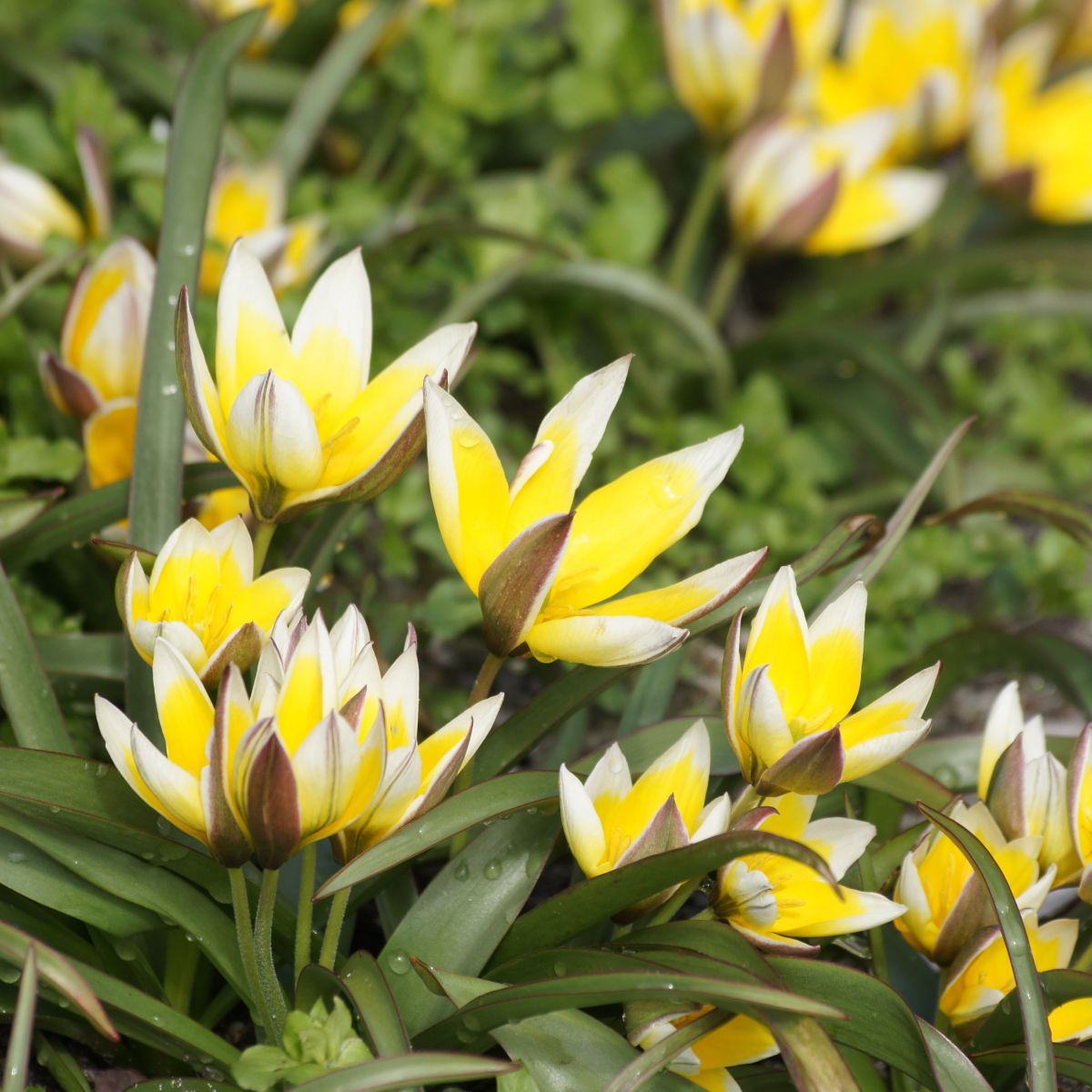 [A1012] Tulipa Tarda - ORG