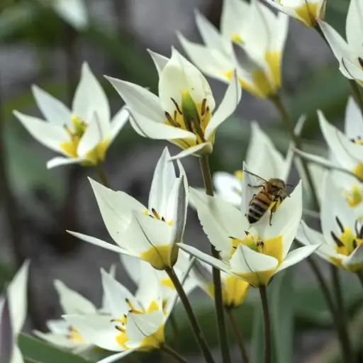 [A1027] Tulipa Turkestanica - ORG