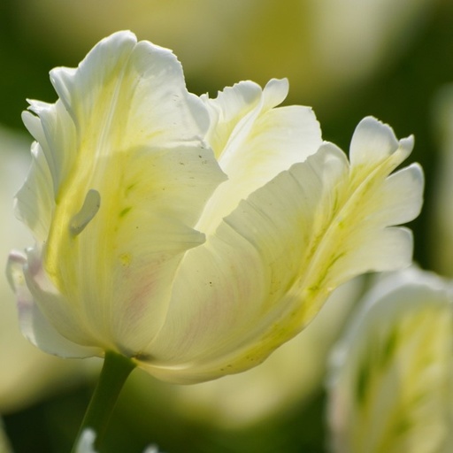 [A1023] Tulipa White Rebel - ORG