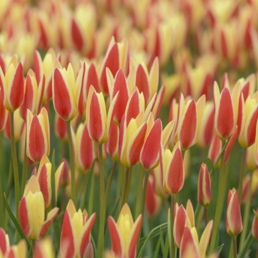 [A1095] Tulipa Clusiana Tinka - ORG