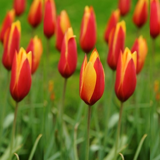 [A1117] Tulipa Clusiana var.Chrysantha - ORG