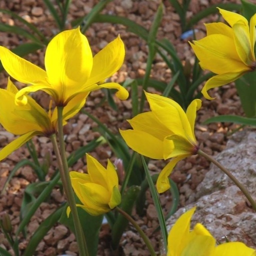 [A1081] Tulipa Sylvestris - ORG