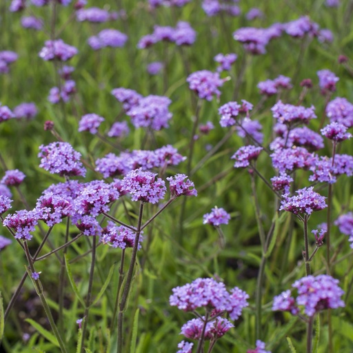 [B8042] Verbena Lollipop - Purpletop Vervain - ORG