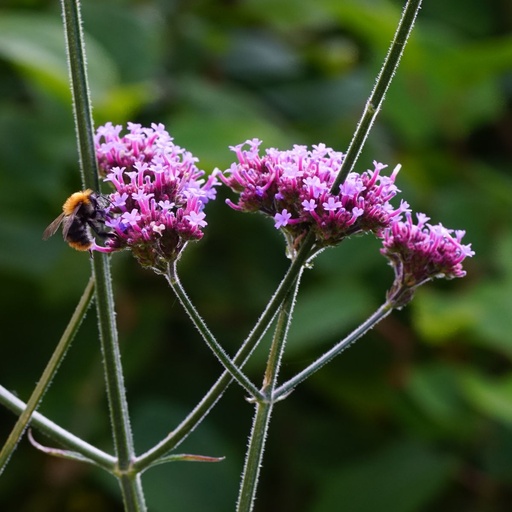 [X8041] Verbena Bonariensis - ORG