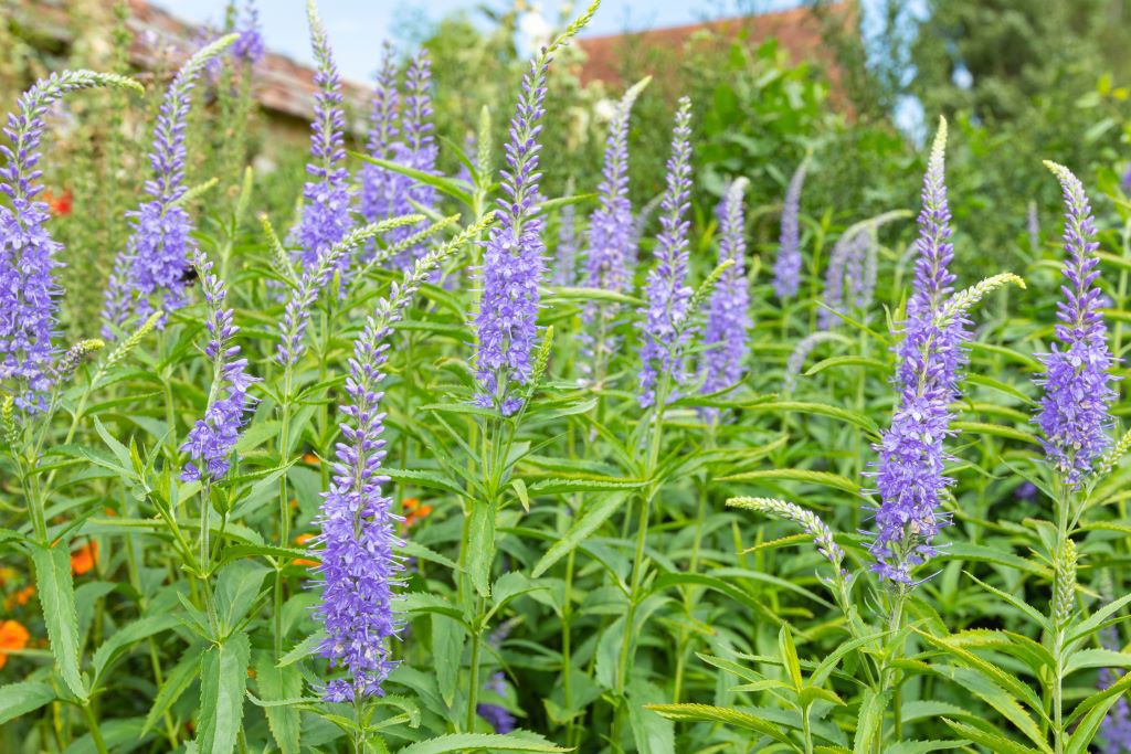 Veronica longifolia ORG Natural Bulbs EU