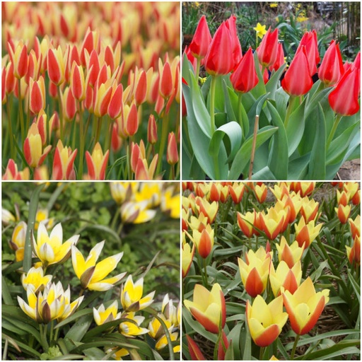 [A1072] Dwarf Tulips for Naturalising B - ORG
