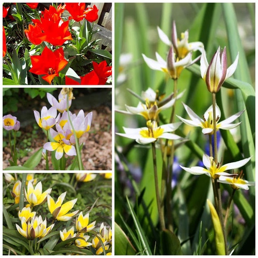 [A1048] Dwarf Tulips for Naturalising A - ORG