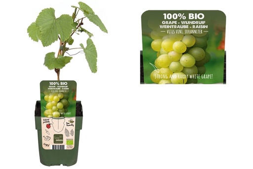 [F1012] White Grape Vine - ORG